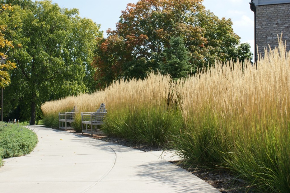 Calamagrostis x acutiflora Karl Foerster