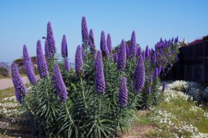 Echium candicans