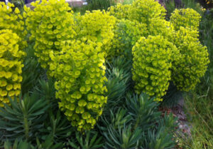 Euphorbia characias ssp. wulfenii