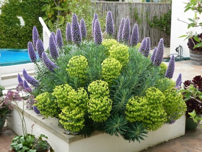 Euphorbia e Echium