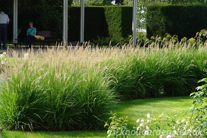 Garden Design Siepi Graminacee - Informal garden hedges
