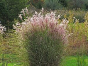 Miscanthus Sinensis