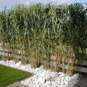 Miscanthus Giganteus