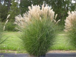 Miscanthus Gracillimus