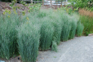 Panicum virgatum Heavy Metal