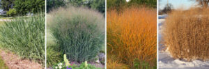 Panicum virgatum Heavy Metal Stagioni