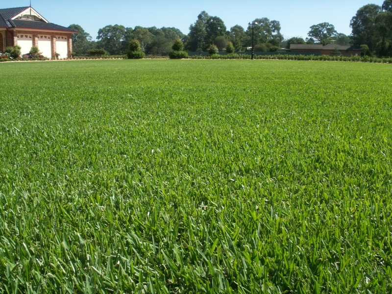 Stenotaphrum secundatum