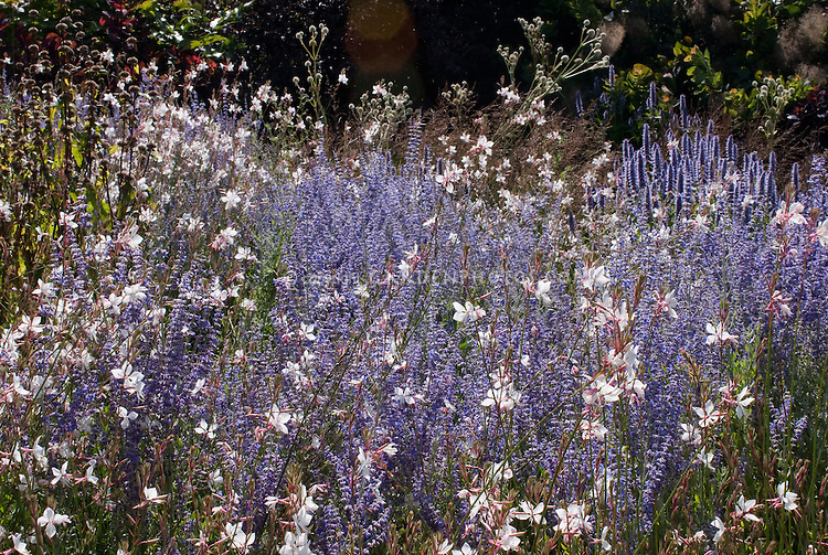 Perovskia and Gaura Whirling Butterflies