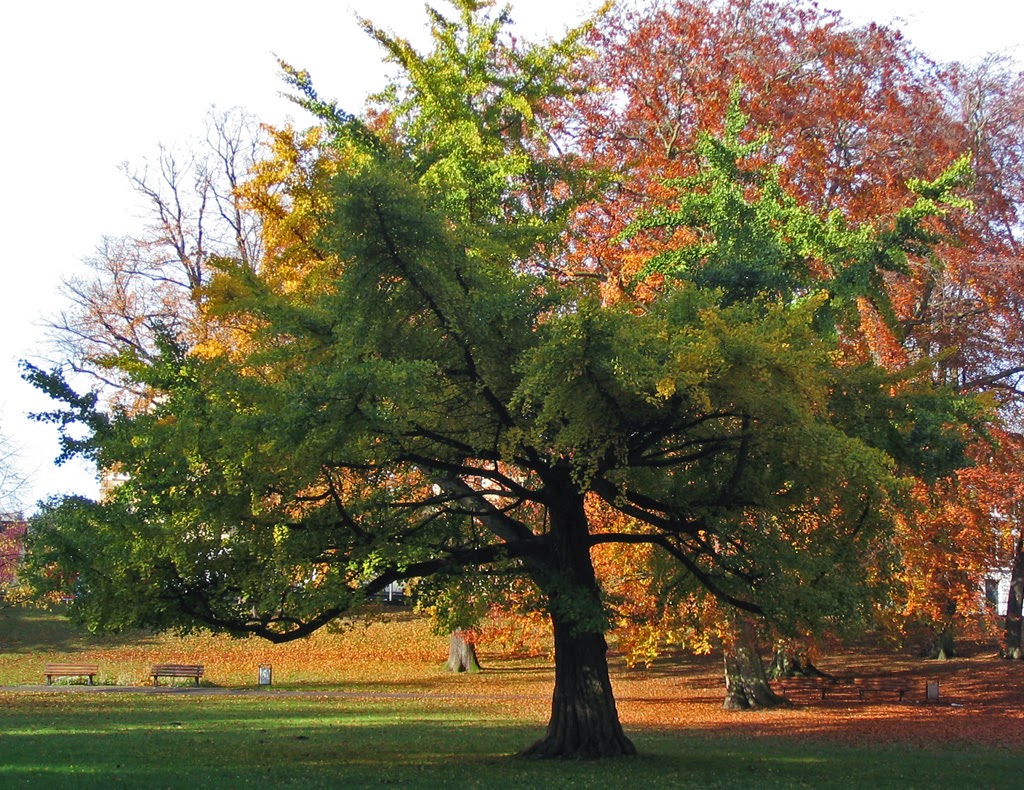 Ginkgo biloba arbre