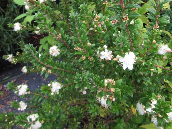 Myrtus