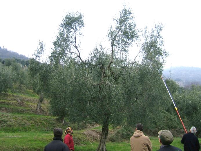 Olivo, come potarlo correttamente