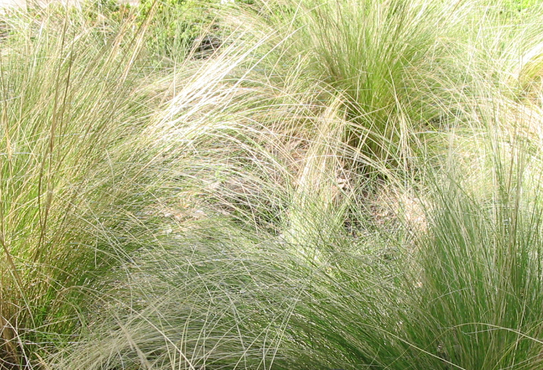 Stipa