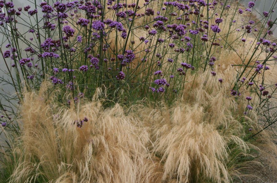 Verbena bonariensis