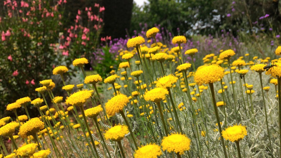 Piance e fiori