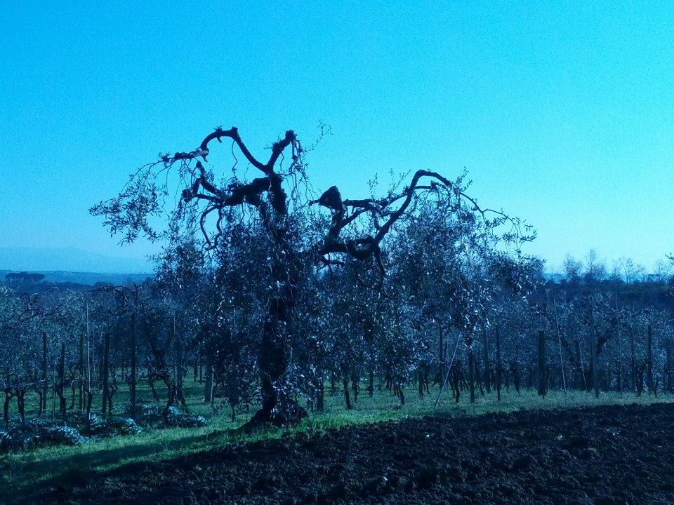 Olivo rovinato