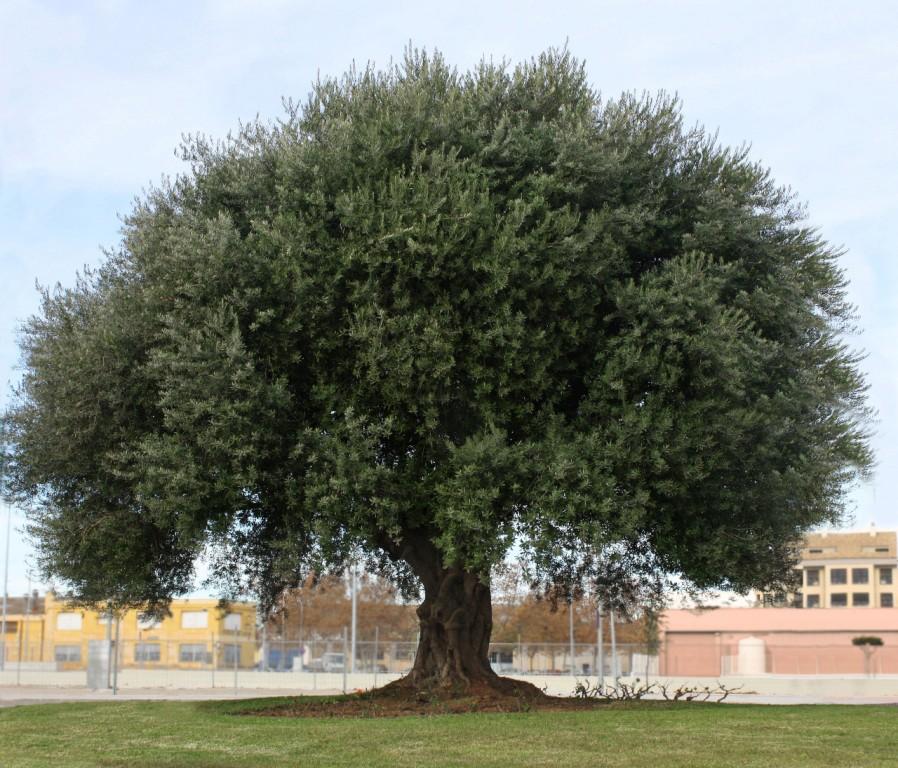 Olivo, come potarlo correttamente