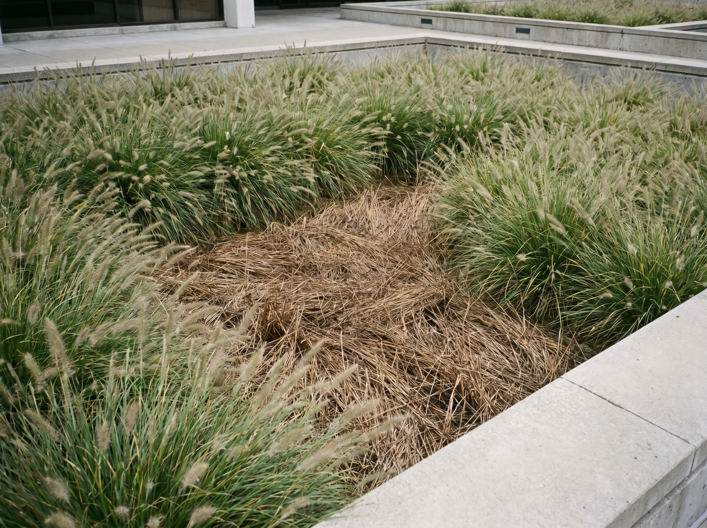 Insuccessi del block planting di Piet Oudolf