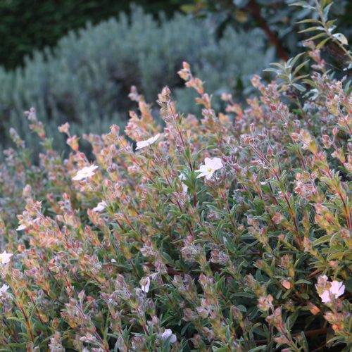 Cistus x skanbergii