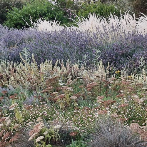 Dry Garden Italy