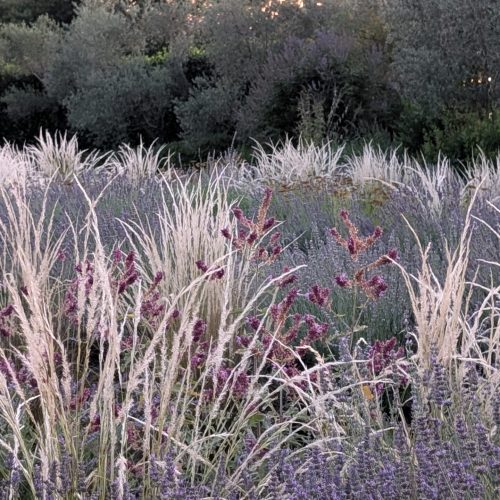 Salvia canariensis